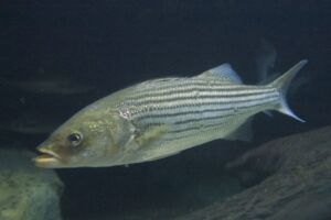 cultivo de peces - acuicultura