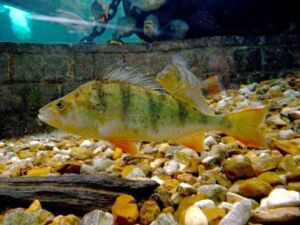 cultivo de peces - acuicultura
