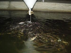 cultivo de peces -sistema de recirculación de agua en acuicultura