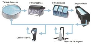 cultivo de peces -sistema de recirculación de agua en acuicultura