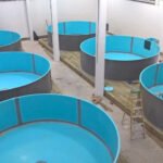 cultivo de peces -sistema de recirculación de agua en acuicultura