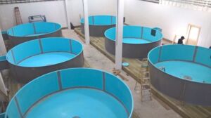 cultivo de peces -sistema de recirculación de agua en acuicultura