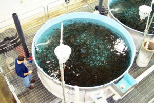 cultivo de peces -sistema de recirculación de agua en acuicultura