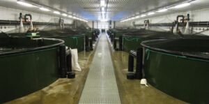 acuicultura - sistema de recirculación de agua en acuicultura