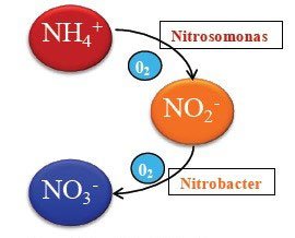 reacción de nitrificación-en-agua