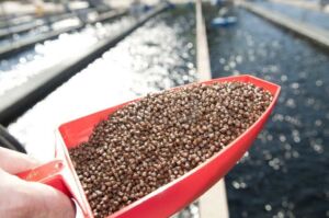 cultivo de peces - sistema de recirculación de agua en acuicultura