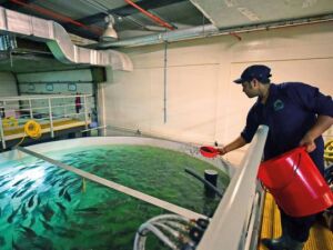 cultivo de peces - sistema de recirculación de agua en acuicultura