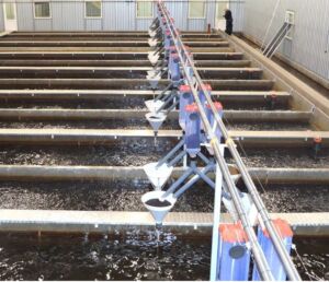 cultivo de peces - sistema de recirculación de agua en acuicultura