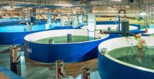acuicultura - sistema de recirculación de agua en acuicultura