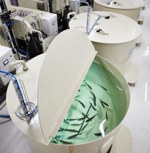 acuicultura - sistema de recirculación de agua en acuicultura