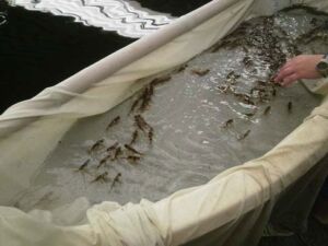 cultivo de peces - sistema de recirculación de agua en acuicultura