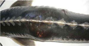 cultivo de peces - sistema de recirculación de agua en acuicultura