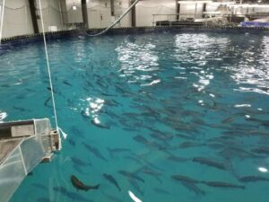 cultivo de peces - sistema de recirculación de agua en acuicultura