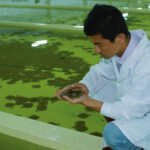 cultivo de peces - sistema de recirculación de agua en acuicultura