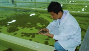 cultivo de peces - sistema de recirculación de agua en acuicultura