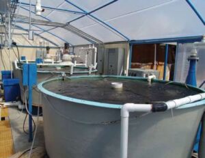 acuicultura - sistema de recirculación de agua en acuicultura
