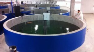 acuicultura - sistema de recirculación de agua en acuicultura