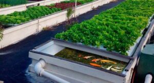 acuaponia - sistema de recirculación de agua en acuicultura
