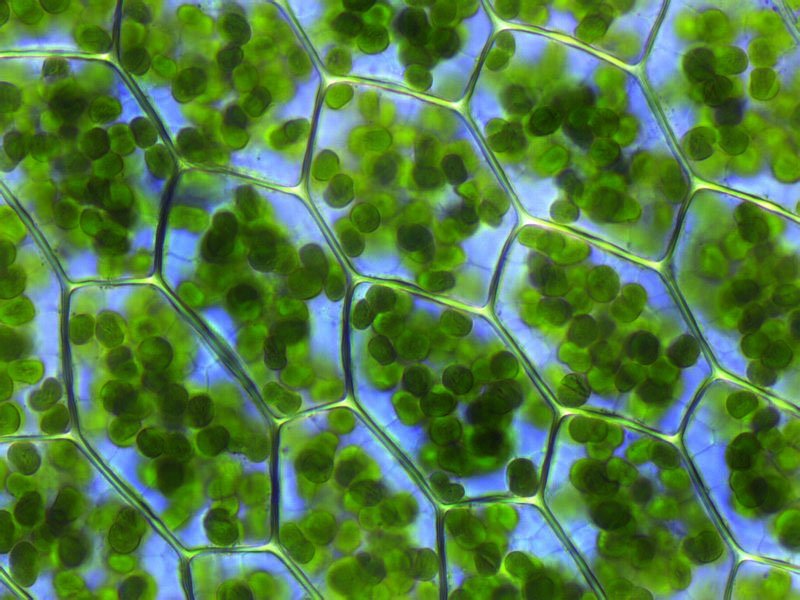 Clorofila en el interior de una célula vegetal.