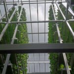 granja vertical - cultivo hidropónico
