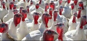 Pavos: beneficios, desventajas, características y su cría