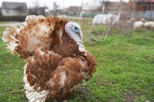 pavos - pavos de granja