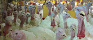 pavos - pavos de granja
