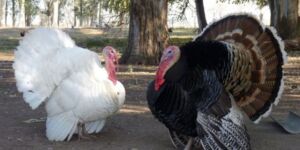 pavos - pavos de granja