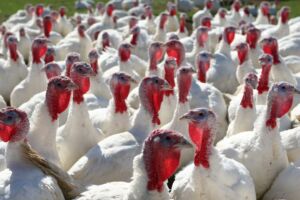 pavos - pavos de granja