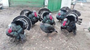 pavos - pavos de granja