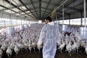 pavos - como criar pavos de granja