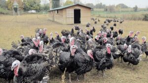 pavos - como criar pavos de granja