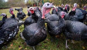 pavos - pavos de granja