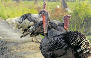 pavos - pavos de granja