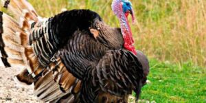 pavos - granja de pavos