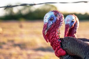 pavos - pavos de granja