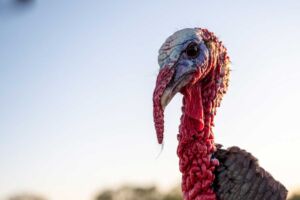 pavos - pavos de granja