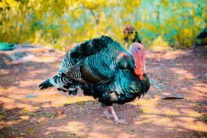 pavos - pavos de granja