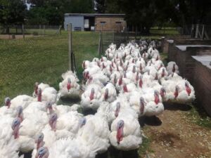 pavos - pavos de granja