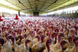 pavos - como criar pavos de granja
