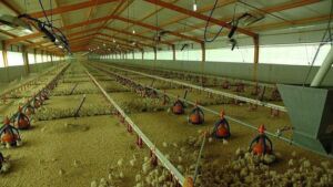 pavos - como criar pavos de granja