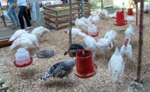 pavos - como criar pavos de granja