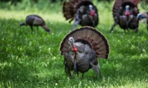 pavos - pavos de granja