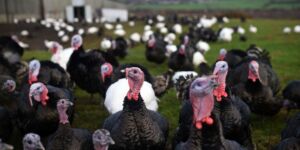 pavos - pavos de granja