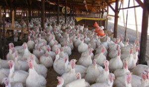 pavos - como criar pavos de granja