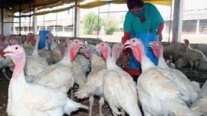 pavos - como criar pavos de granja