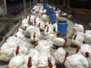 pavos - como criar pavos de granja