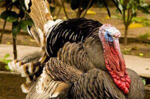 pavos - como criar pavos de granja