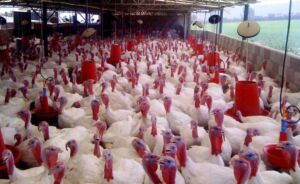 pavos - como criar pavos de granja