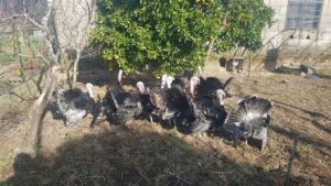 pavos - como criar pavos de granja